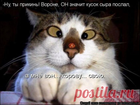 Лучшие котоматрицы недели / Питомцы