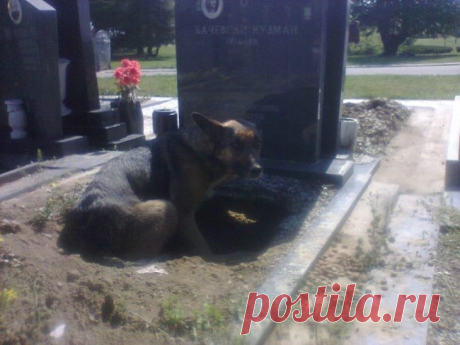 ВСЕ ДУМАЛИ, ЧТО ОНА ПРОСТО ХОТЕЛА БЫТЬ РЯДОМ С МОГИЛОЙ ХОЗЯИНА, НО КОГДА ОНИ ПРИСМОТРЕЛИСЬ… – В РИТМІ ЖИТТЯ