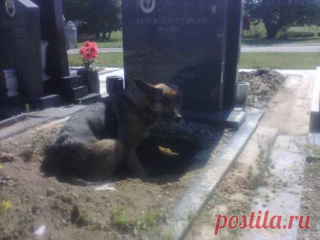 ВСЕ ДУМАЛИ, ЧТО ОНА ПРОСТО ХОТЕЛА БЫТЬ РЯДОМ С МОГИЛОЙ ХОЗЯИНА, НО КОГДА ОНИ ПРИСМОТРЕЛИСЬ… – В РИТМІ ЖИТТЯ