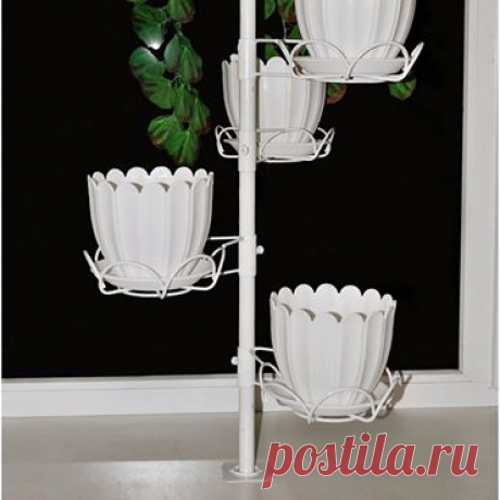 Выращивание клематисов