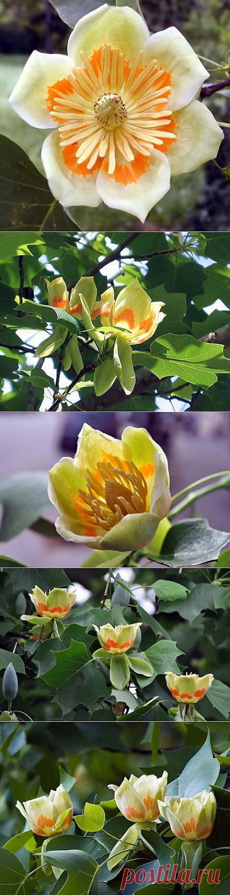 Liriodendron TULIPIFERA - Интернет-магазин - Адениум дома: от семян до растений. Выращивание и уход.
