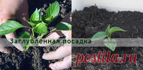 Почему перец не растет после высадки в грунт