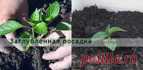 Почему перец не растет после высадки в грунт