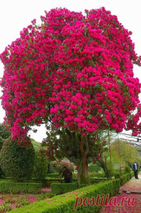 Rhododendron