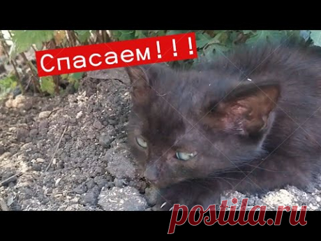 Новая кошечка Удастся ли спасти малышку ?😰Своими руками ЕленаСитникова