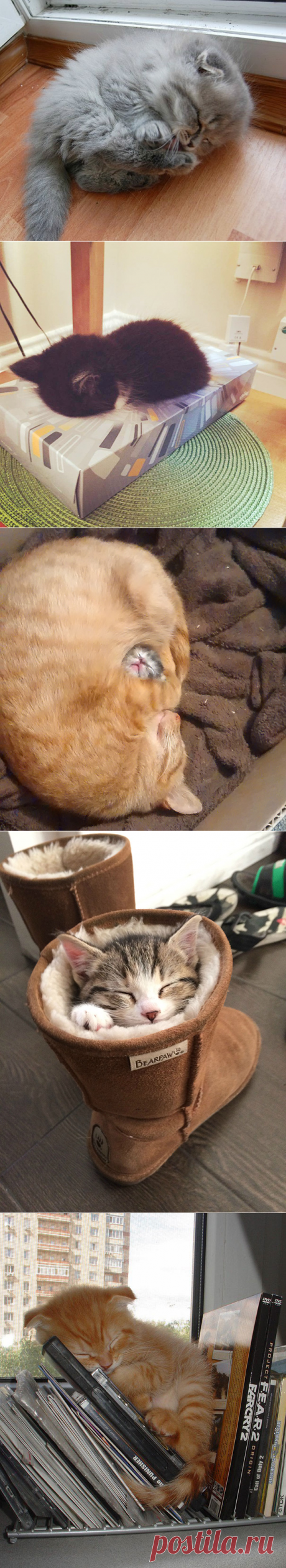 22 уютно спящих котенка