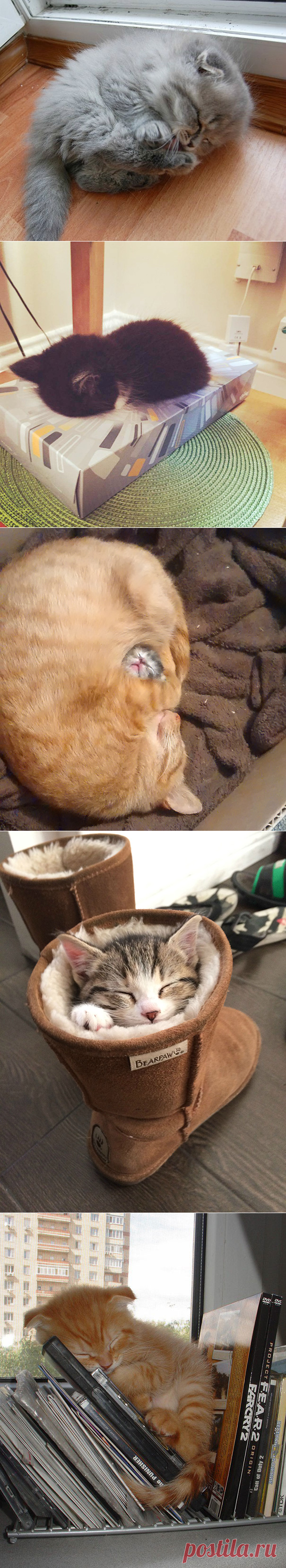 22 уютно спящих котенка