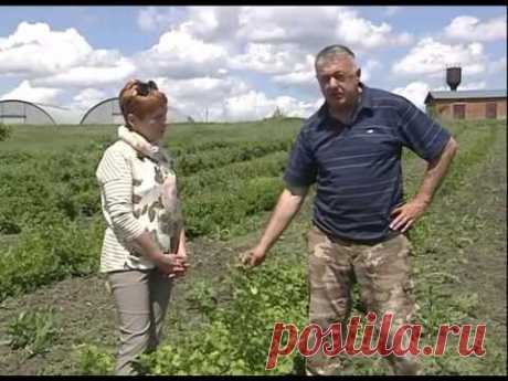 Крыжовник , малина,  смородина, клубника  Подкормка и уход  Обработка от вредителей  2016 5 27 16 15