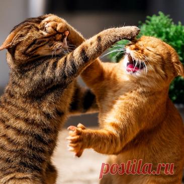 Мужчины - Готовим так!