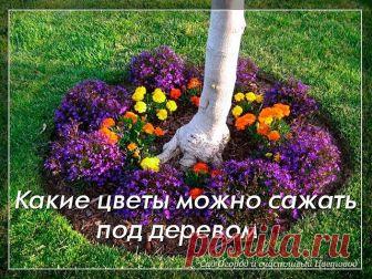 Какие цветы можно посадить под деревом

Места под кронами деревьев считаются проблемными точками в саду.
Эффективным решением будет выращивание растений, которые хорошо переносят затенение.

Места под кронами деревьев и кустарников для большинства растений непригодны из-за сильного затенения, также может существовать проблема недостаточного количества влаги в почве (особенно в летнюю жару).

В таких условиях растения развиваются медленно, трава имеет бледный оттенок, она р...