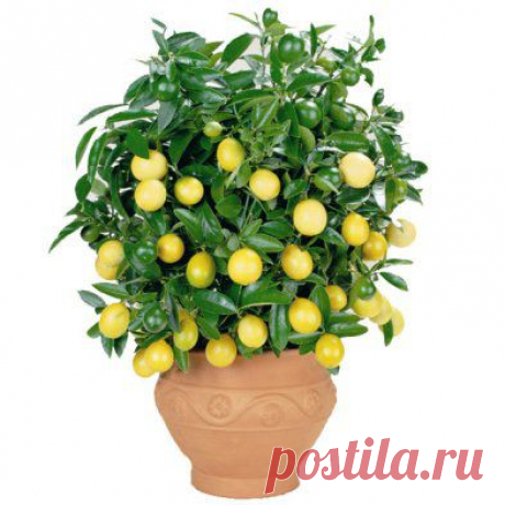 Страна Полезных Советов