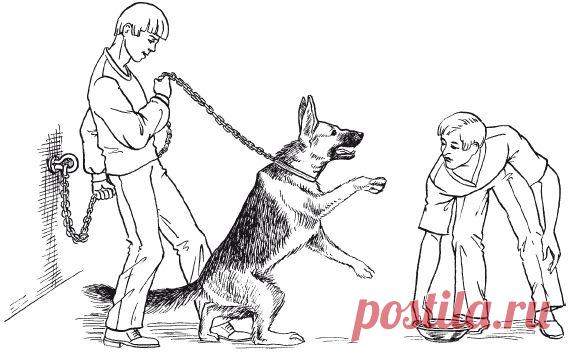 Коррекция нежелательного агрессивного поведения / Перевоспитание собак