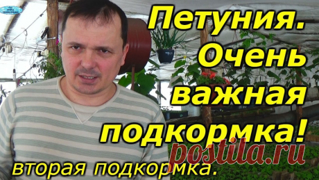 Петуния-очень важная подкормка. Когда и чем подкормить? Вторая подкормка петунии, которую нужно обязательно провести в нужное время, нужным питанием, что бы рассада была крепкой и здоровой! Продолжаем выращивание ...