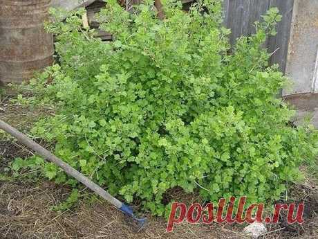 Поможем крыжовнику стать урожайнее 

Заросли все гуще, а урожай все меньше: крыжовник 

Как-то довелось быть свидетелем диалога двух дачниц. «У меня на ягодной плантации такие шикарные кусты, – хвалилась одна. – Прямо не кусты, а целая роща! Вот только ягод мало дают. Сорта, что ли, плохие». «Скорее всего, – согласилась ее «коллега». – У меня та же история – растут прекрасно, а урожая – один пшик». 
И таких историй можно услышать тысячи. Однако дело тут вовсе не в сортах. ...