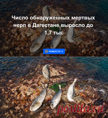 Число обнаруженных мертвых нерп в Дагестане НЕ ИЗ-ЗА ЧЕЛОВЕЧЕСКОГО ФАКТОРА- выросло до 1,7 тыс | 4 декабря 2022 - Новости Mail.ru