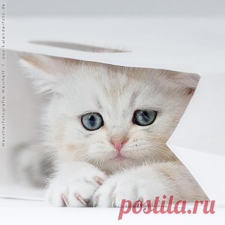 кошки