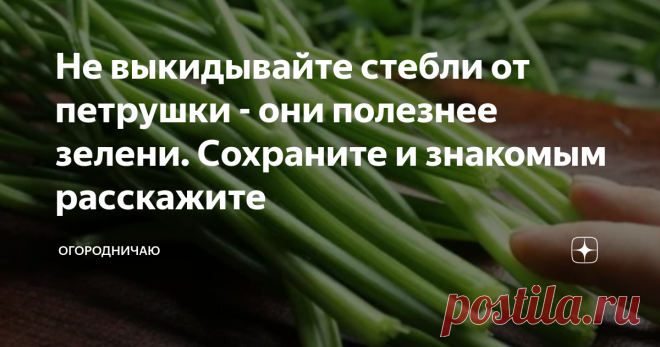 Не выкидывайте стебли от петрушки - они полезнее зелени. Сохраните и знакомым расскажите Смотрю в выходные - соседка по даче обрывает листву у петрушки, а стебли кидает в компост.
А ведь в стеблях столько пользы - да и весь аромат петрушки в них гораздо больше сконцентрирован, чем в листве.
Я никогда не выбрасываю стебли от петрушки, и вам не советую этого делать. Хочу поледиться с вами идеями, как их можно применять - и они будут радовать вас всвоим вкусом, и принесут вам немалую пол