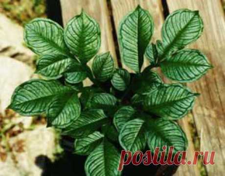Аморфофаллюс. Секреты ухода. | Комнатные растения и цветы