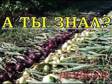 Когда убирать ЛУК? Определяем готовность урожая