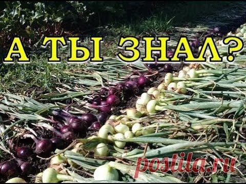 Когда убирать ЛУК? Определяем готовность урожая