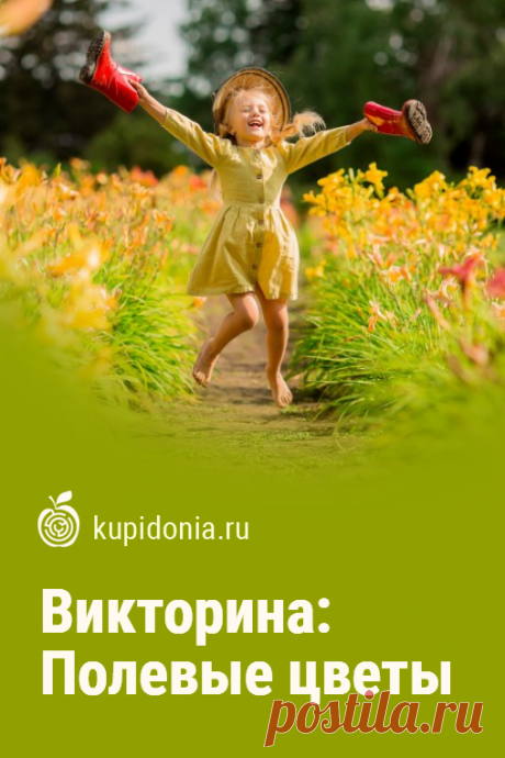 Викторина «Полевые цветы». Интересный тест-викторина о полевых цветах. Пройдите тест на сайте и проверьте свои знания!