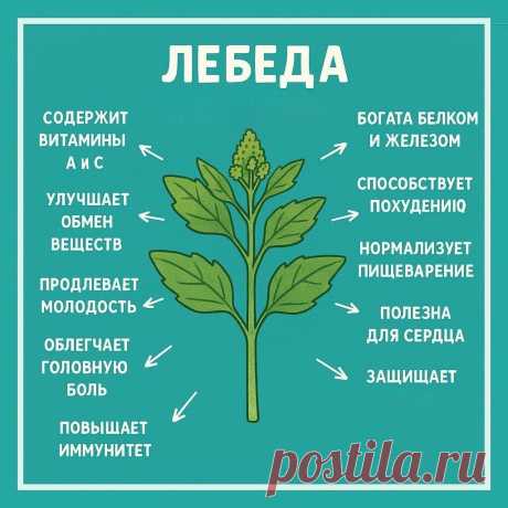 Лебеда - полезные свойства