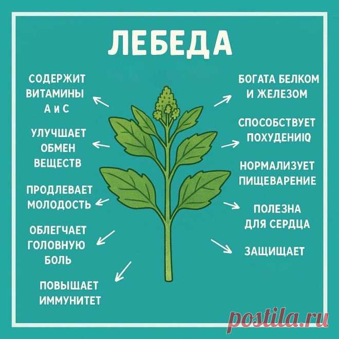 Лебеда - полезные свойства
