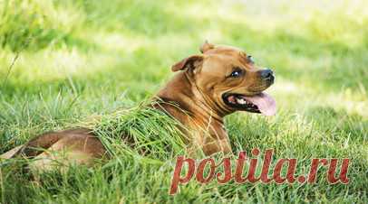 Кинолог Орлова рассказала, как помочь собаке пережить жару. Тренер и методист кинологического центра, член Международной ассоциации кинологов-профессионалов Яна Орлова объяснила, как правильно помочь собаке справиться с жарой. Читать далее
