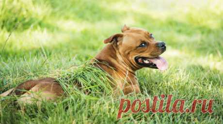 Кинолог Орлова рассказала, как помочь собаке пережить жару. Тренер и методист кинологического центра, член Международной ассоциации кинологов-профессионалов Яна Орлова объяснила, как правильно помочь собаке справиться с жарой. Читать далее