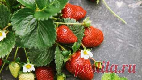 Главные секреты хорошего урожая клубники: 5 проверенных хитростей — Ⴚα∂ ℨα୮০τ০Ᏸҡα