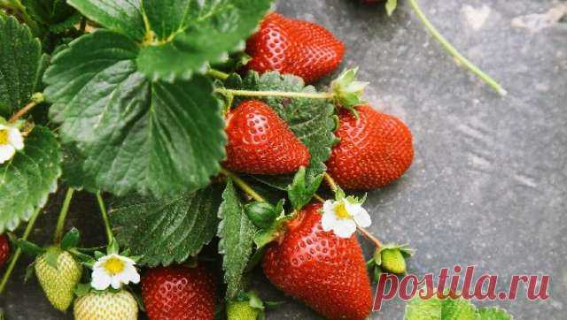 Главные секреты хорошего урожая клубники: 5 проверенных хитростей — Ⴚα∂ ℨα୮০τ০Ᏸҡα