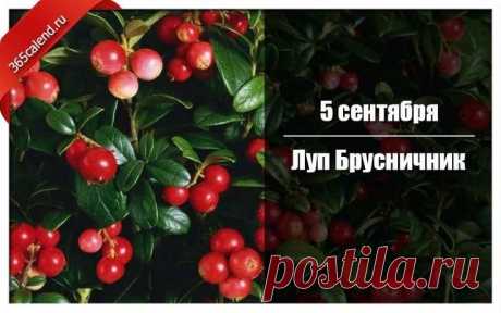 Праздник Луп Брусничник посвящен памяти мученика Луппа Солунского, жившего в третьем веке.