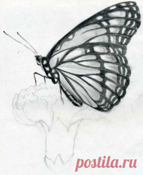 Рисуем бабочку карандашом — Сделай сам, идеи для творчества - DIY Ideas