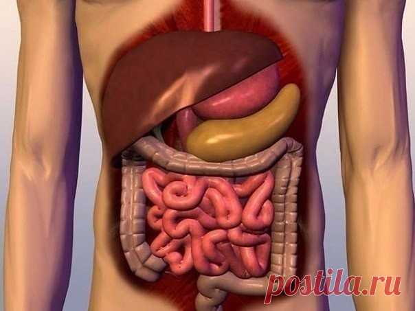 ДЕРЖИ КИШЕЧНИК В ЧИСТОТЕ!  
СОХРАНИ - НЕ ПОТЕРЯЕШЬ.
 
«Генеральную уборку организма» нужно начинать с пищеварительного тракта.
 
Каша для очистки кишечника.  
 
Есть каша, которая прекрасно очищает кишечник. Раньше такой кашей детей спасали от неминуемой операции, когда они по ошибке глотали несъедобные предметы. Берем поровну овес и рис, промываем и варим, как обычную кашу, до загустения. Стакан смеси этих круп и залить 2,5 стакана воды. Едим кашу без масла, но можно слег...