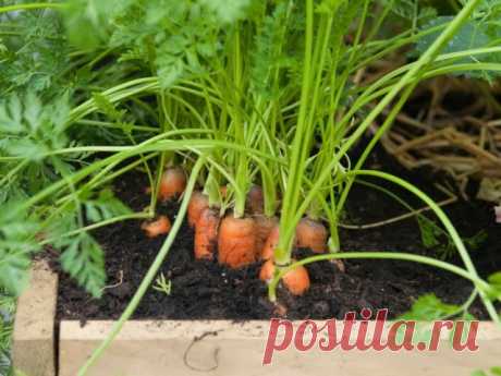 Как вырастить крупную и сладкую морковь