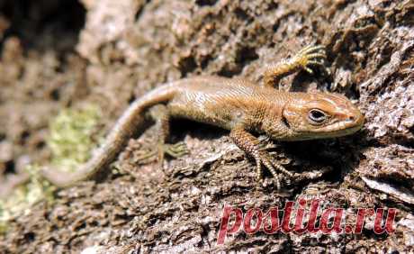Ящерица.