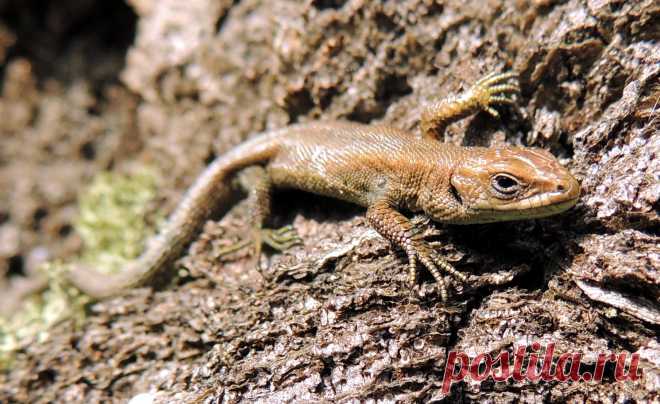 Ящерица.