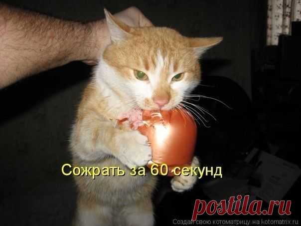 сожрать за 60 секунд новые смешные картинки Кот колбаса прикольное