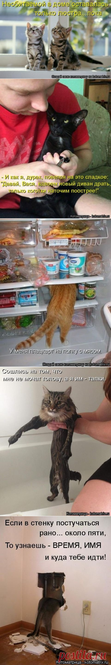 Свежая котоматрица (37 фото)