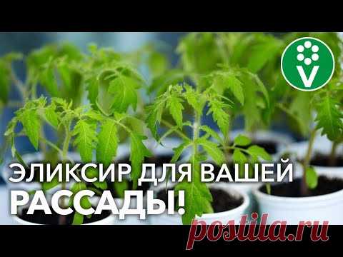 ПОМИДОРЫ ОБОЖАЮТ ЭТО! ЛЮБИМАЯ ПОДКОРМКА ТОМАТОВ!