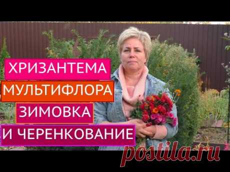 ХРИЗАНТЕМА МУЛЬТИФЛОРА: ОТПРАВЛЯЕМ НА ЗИМОВКУ И ЧЕРЕНКУЕМ! СЮРПРИЗ В РОЛИКЕ!!