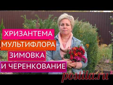 ХРИЗАНТЕМА МУЛЬТИФЛОРА: ОТПРАВЛЯЕМ НА ЗИМОВКУ И ЧЕРЕНКУЕМ! СЮРПРИЗ В РОЛИКЕ!!