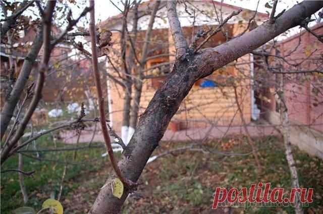 Борьба с цитоспорозом яблонь