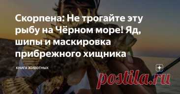 Скорпена: Не трогайте эту рыбу на Чёрном море! Яд, шипы и маскировка прибрежного хищника Статья автора «Книга животных» в Дзене ✍: Говорят, прогуливаясь по берегу Чёрного моря, можно найти очень необычную штуковину.