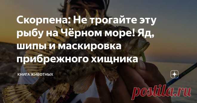 Скорпена: Не трогайте эту рыбу на Чёрном море! Яд, шипы и маскировка прибрежного хищника Статья автора «Книга животных» в Дзене ✍: Говорят, прогуливаясь по берегу Чёрного моря, можно найти очень необычную штуковину.