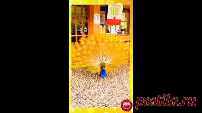 Роскошь! Живые драгоценности. Райские птицы!