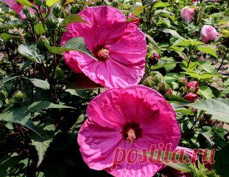 ГИБИСКУСЫ СОРТОВЫЕ И КРАСИВЫЕ ГИБРИДЫ - №99