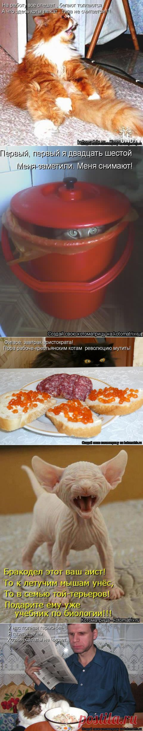 котоматрица свежак 2014: 784 изображения найдено в Яндекс.Картинках