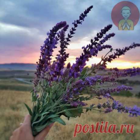 🌿  Шалфей тормозит старение

1 ч. л. травы шалфея залейте стаканом кипятка. Подождите, пока настой остынет, а потом процедите его. Целебный напиток готов. 

Пить его нужно маленькими глотками за 30-40 минут до завтрака. По желанию можно добавлять в настой мёд или дольку лимона.