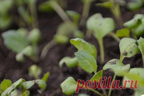 Какие растения не уживаются друг с другом | Наш уютный дом